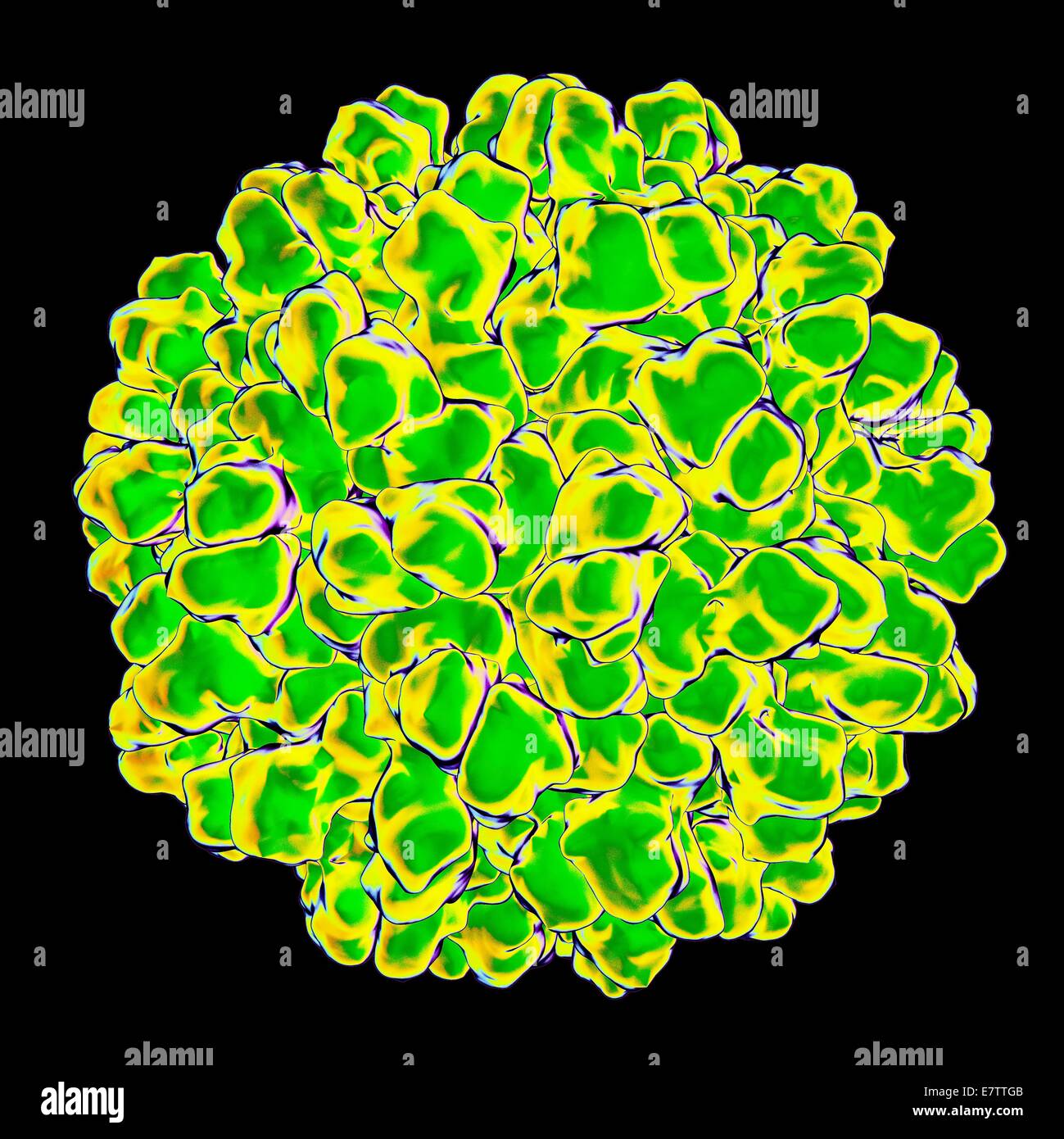 Melon necrotic spot virus, computer artwork Stock Photo Alamy