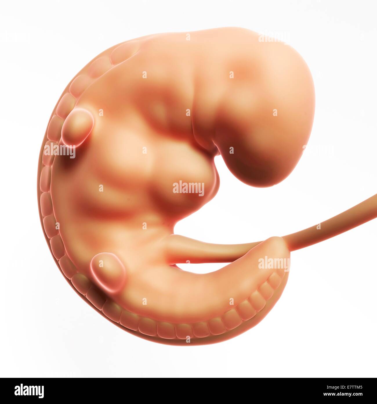 Human fetus at 1 month hi-res stock photography and images - Alamy
