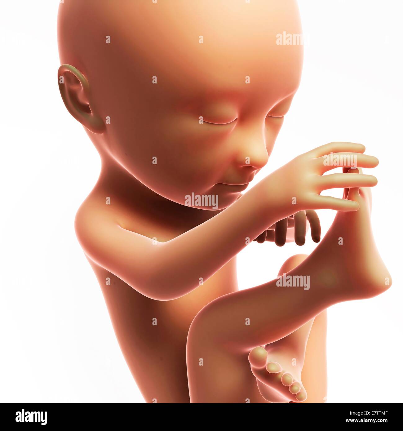 fetal development month 7