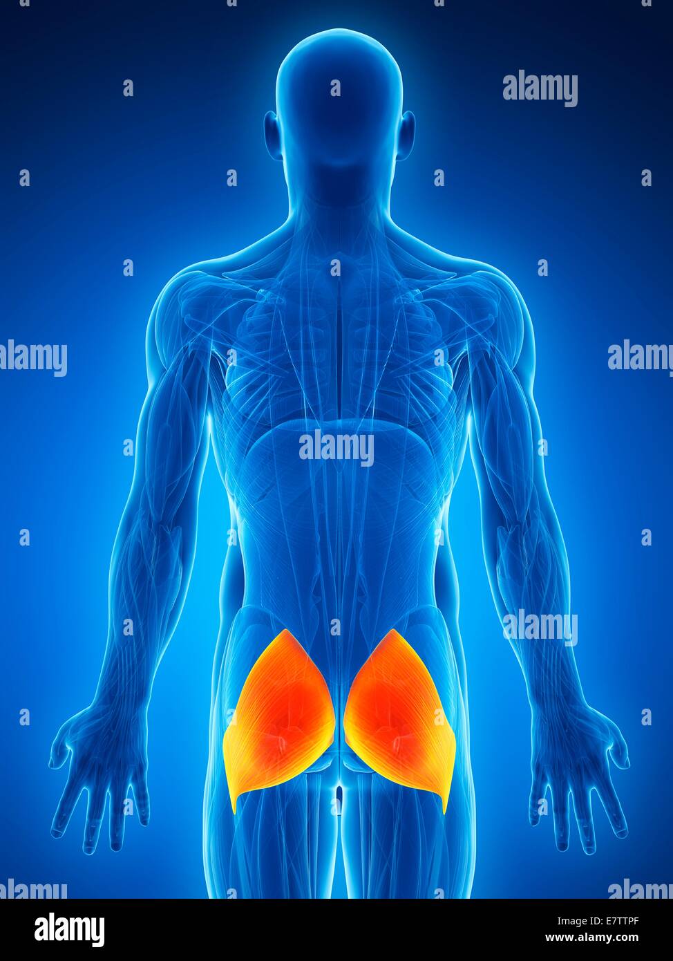Gluteal muscles hi-res stock photography and images - Alamy