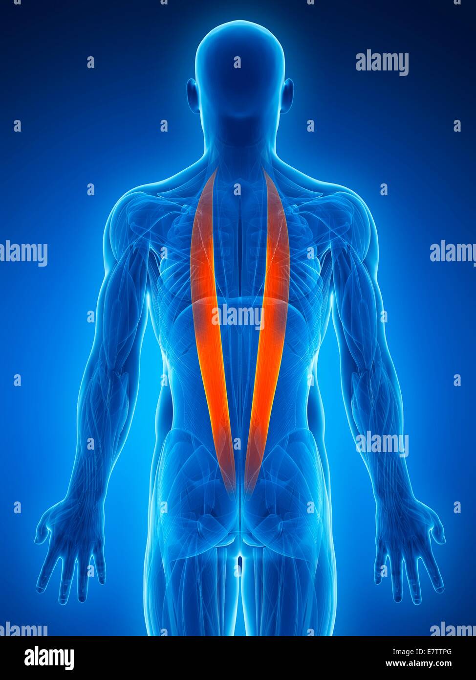 Human back muscles, computer artwork Stock Photo - Alamy