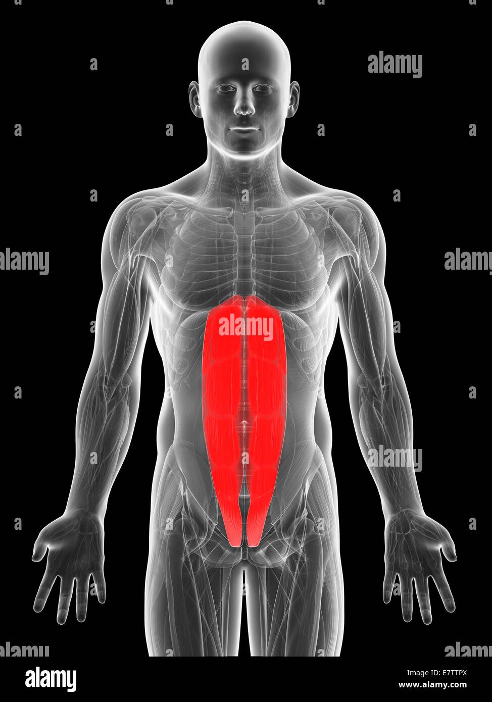 Stomach muscles hi-res stock photography and images - Alamy