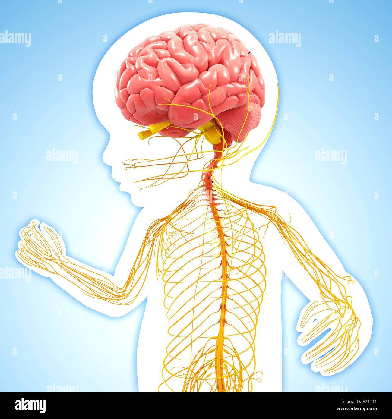 Human nervous system, computer artwork Stock Photo - Alamy