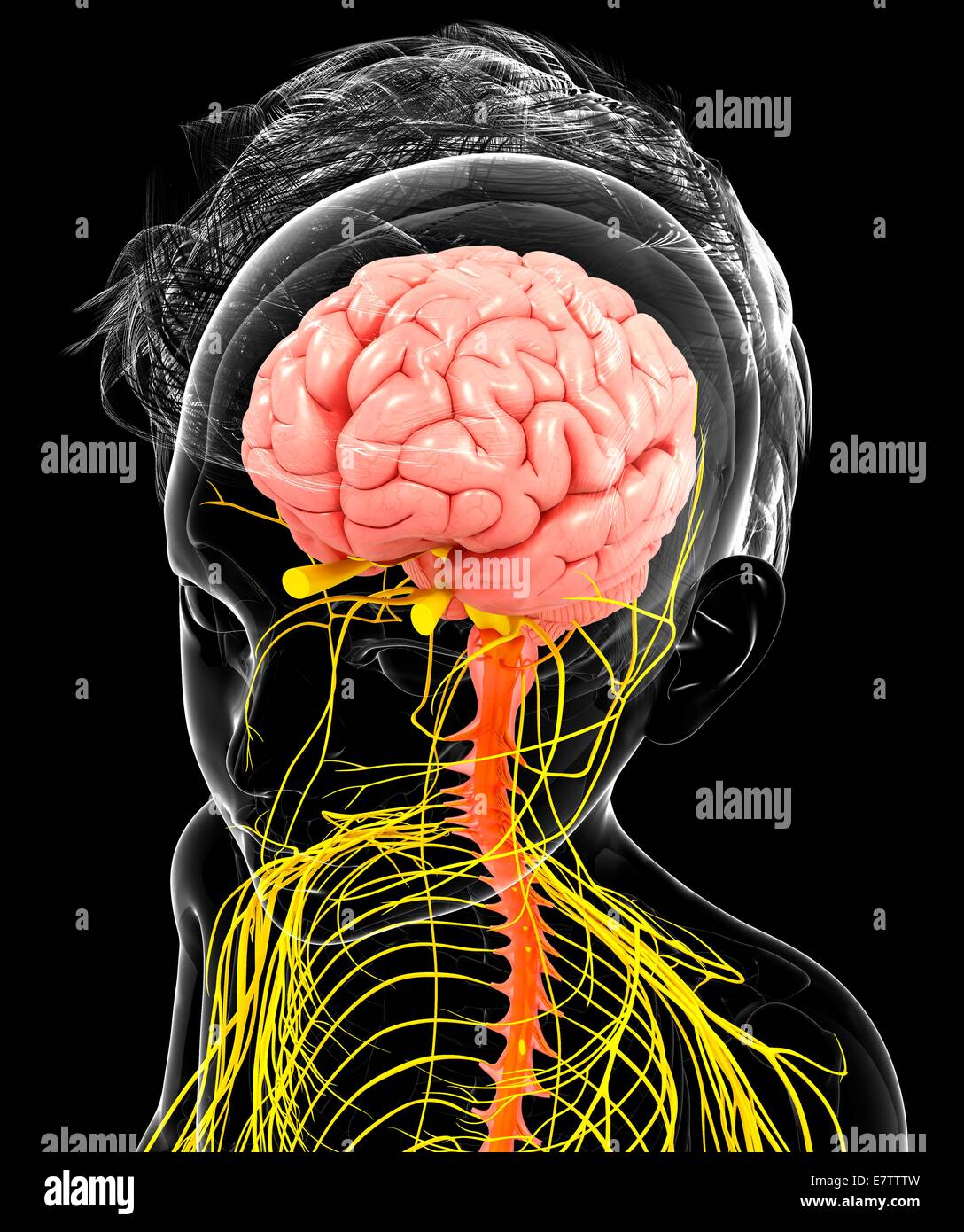 Human nervous system, computer artwork Stock Photo - Alamy