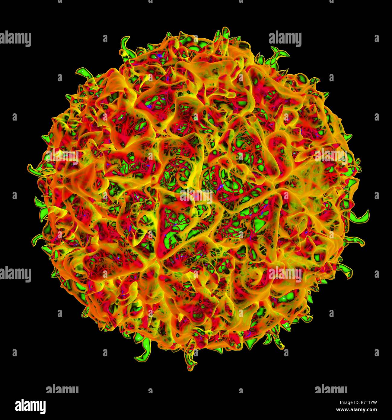 Theiler's murine encephalomyelitis virus, computer artwork. Stock Photo