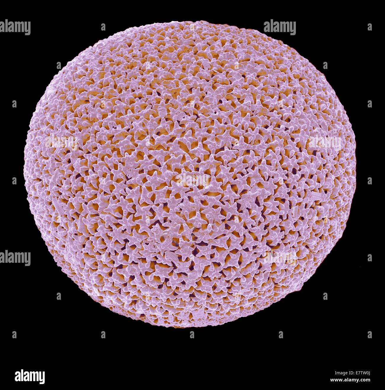 Orbulina. Coloured scanning electron micrograph (SEM) of the shell of the foraminiferan Orbulina sp. Foraminiferans are marine single-celled protists that construct and inhabit shells (tests), which are composed of several chambers. They are one of the ol Stock Photo