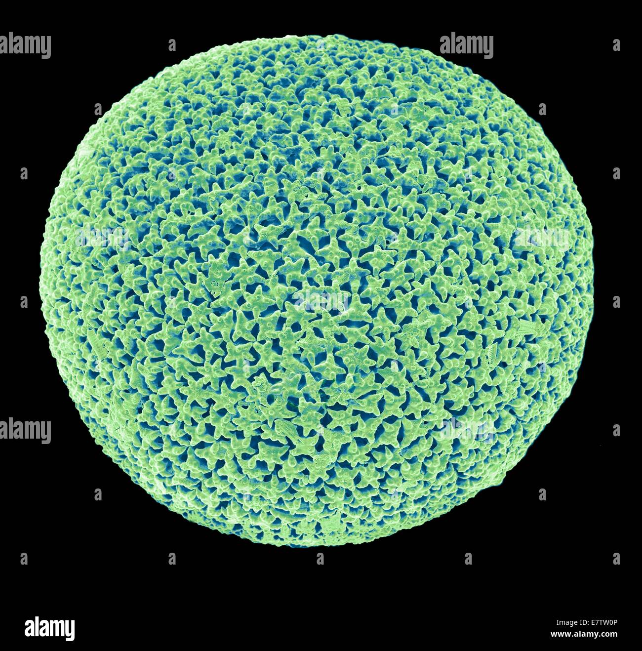 Orbulina. Coloured scanning electron micrograph (SEM) of the shell of the foraminiferan Orbulina sp. Foraminiferans are marine single-celled protists that construct and inhabit shells (tests), which are composed of several chambers. They are one of the ol Stock Photo