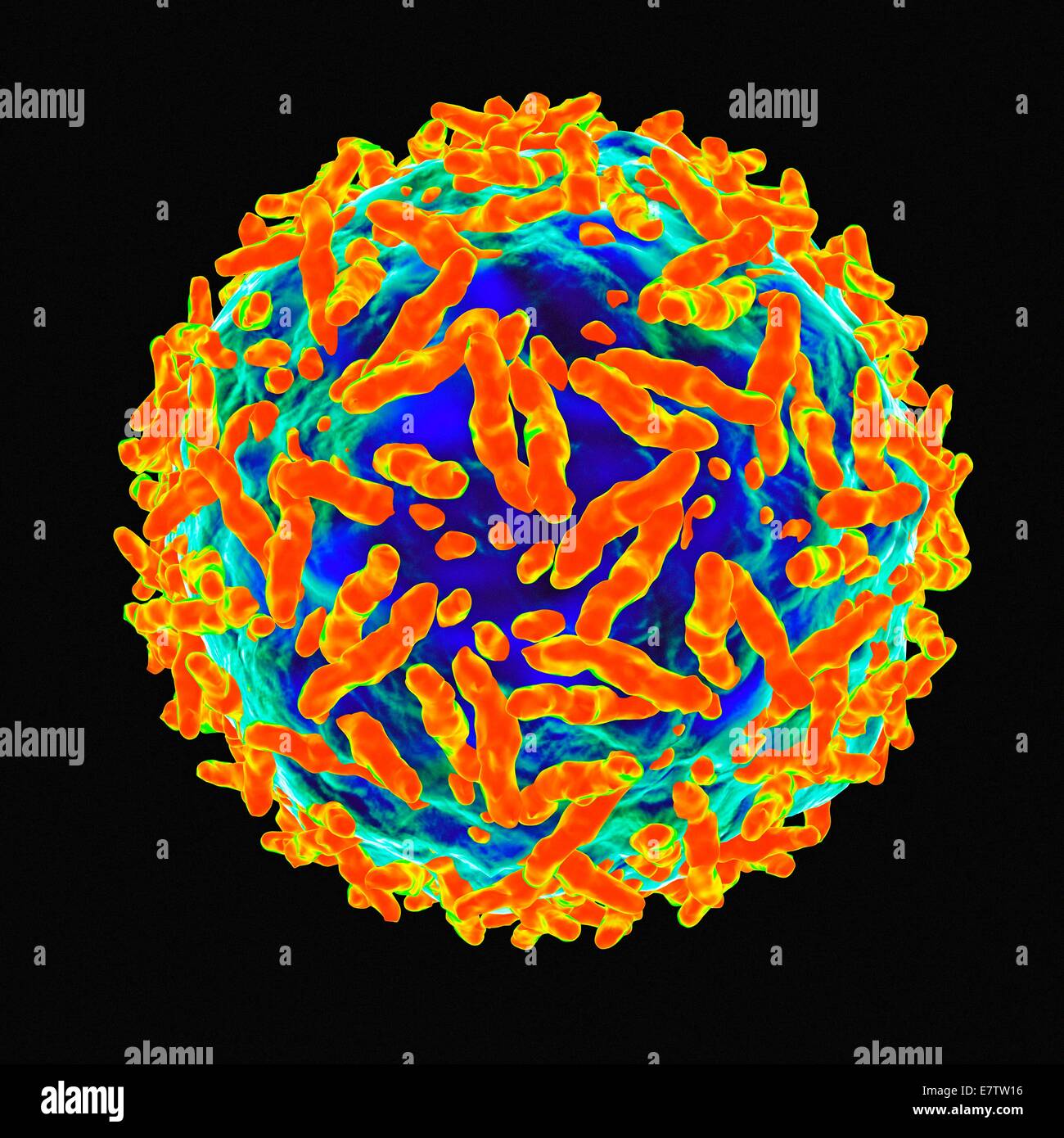 Adeno associated virus, computer artwork Stock Photo - Alamy