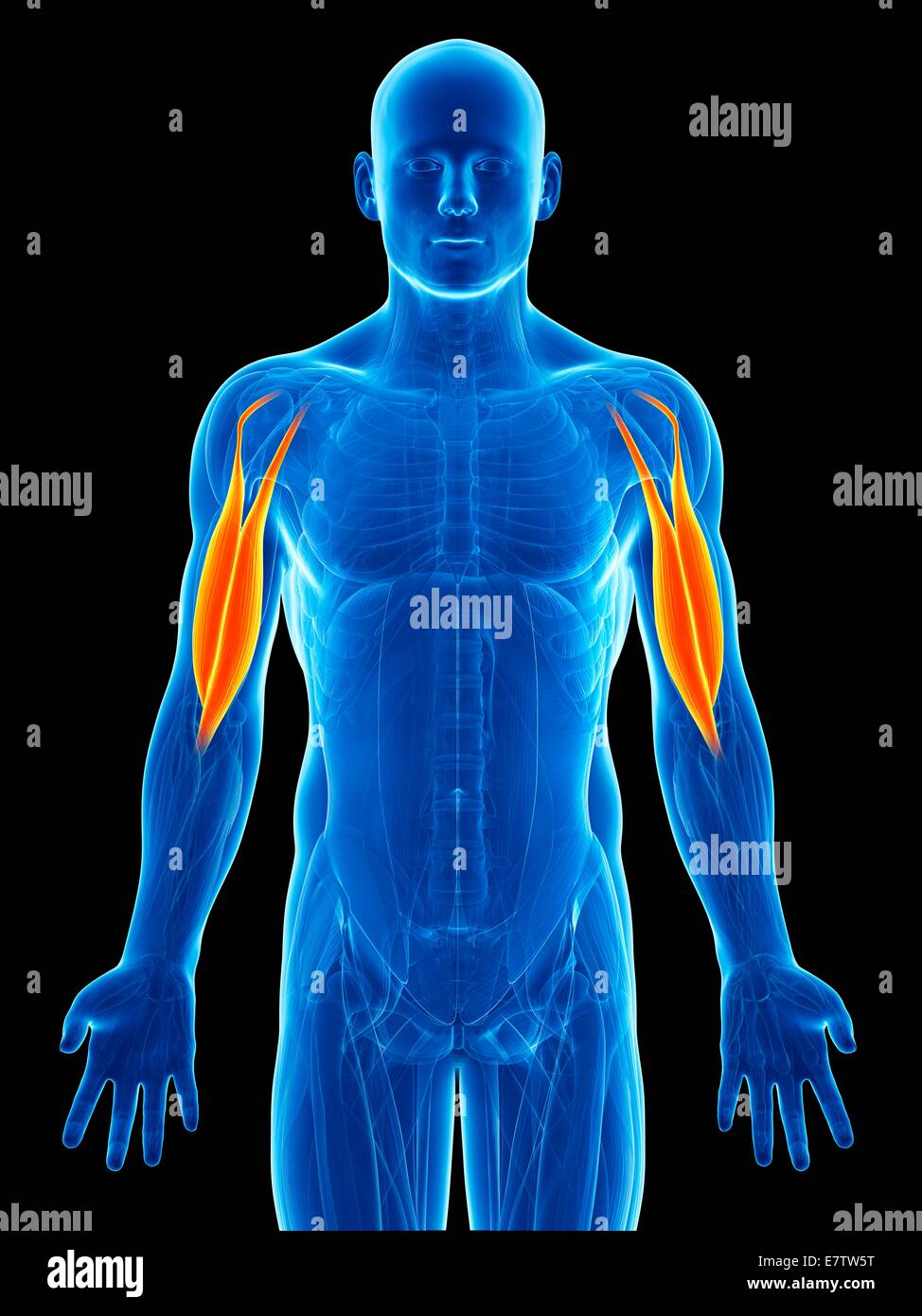 Human arm muscles, computer artwork Stock Photo - Alamy