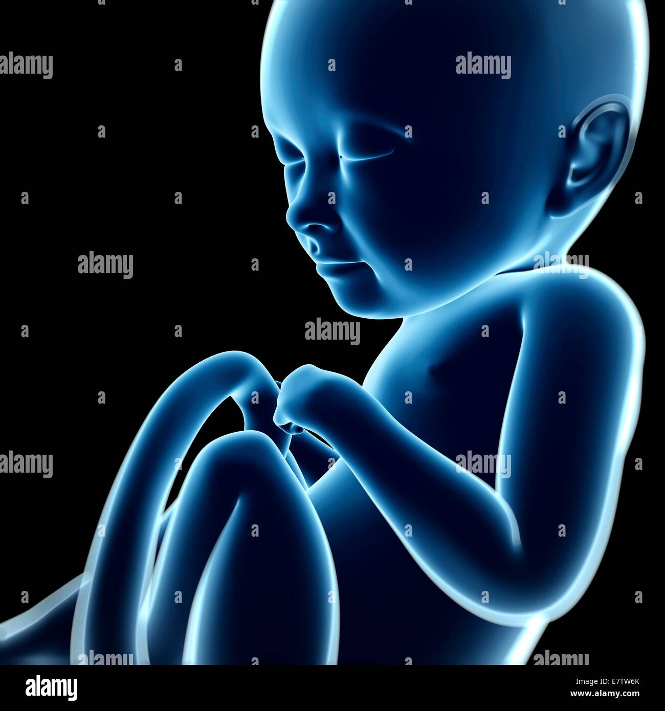 Human Fetal Development Month 8 Computer Artwork Stock Photo Alamy Human Fetal Development Month 8 Computer Artwork Stock Photo Alamy