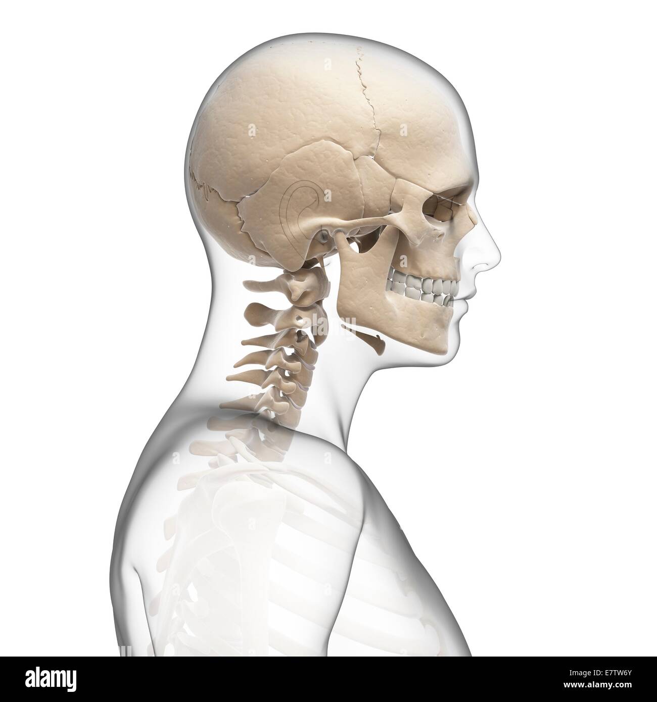 Human skull and neck bones, computer artwork. Stock Photo