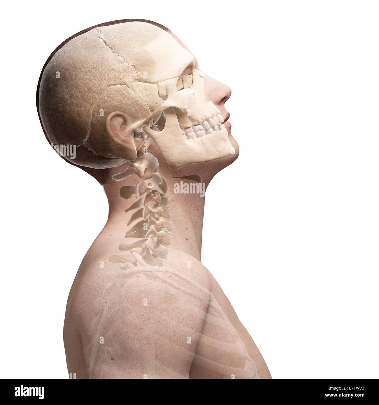 Human skull and neck bones, computer artwork. Stock Photo