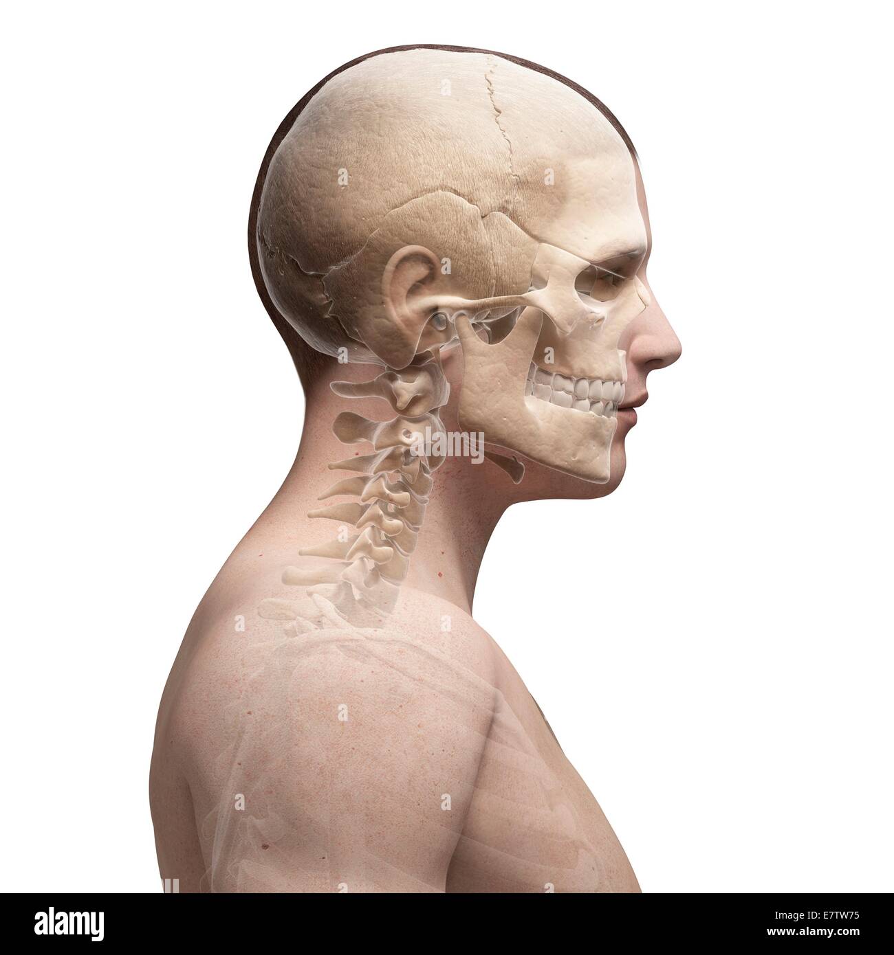 Human skull and neck bones, computer artwork. Stock Photo