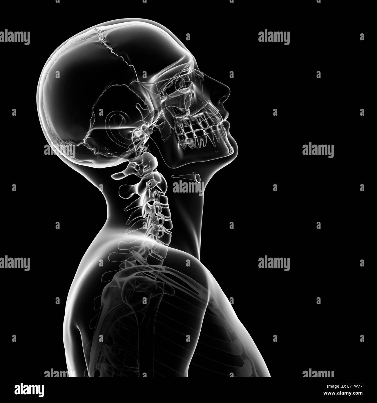 Human skull and neck bones, computer artwork. Stock Photo