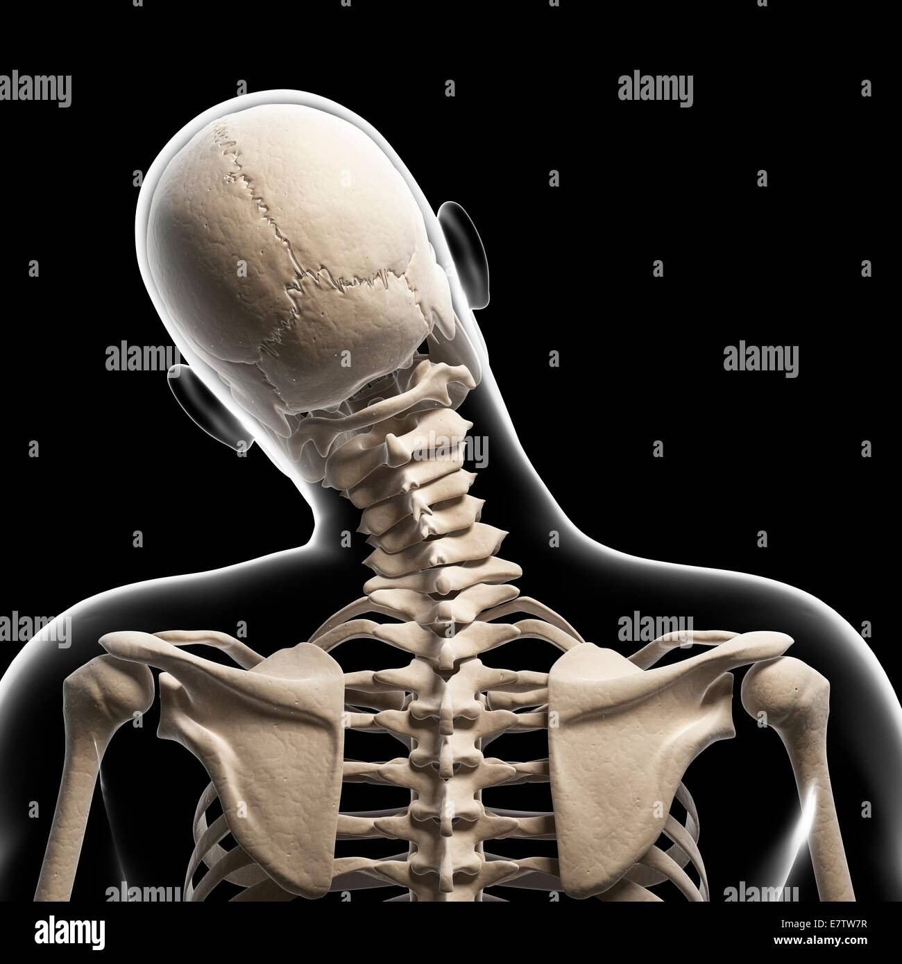 Human skull and neck bones, computer artwork Stock Photo - Alamy