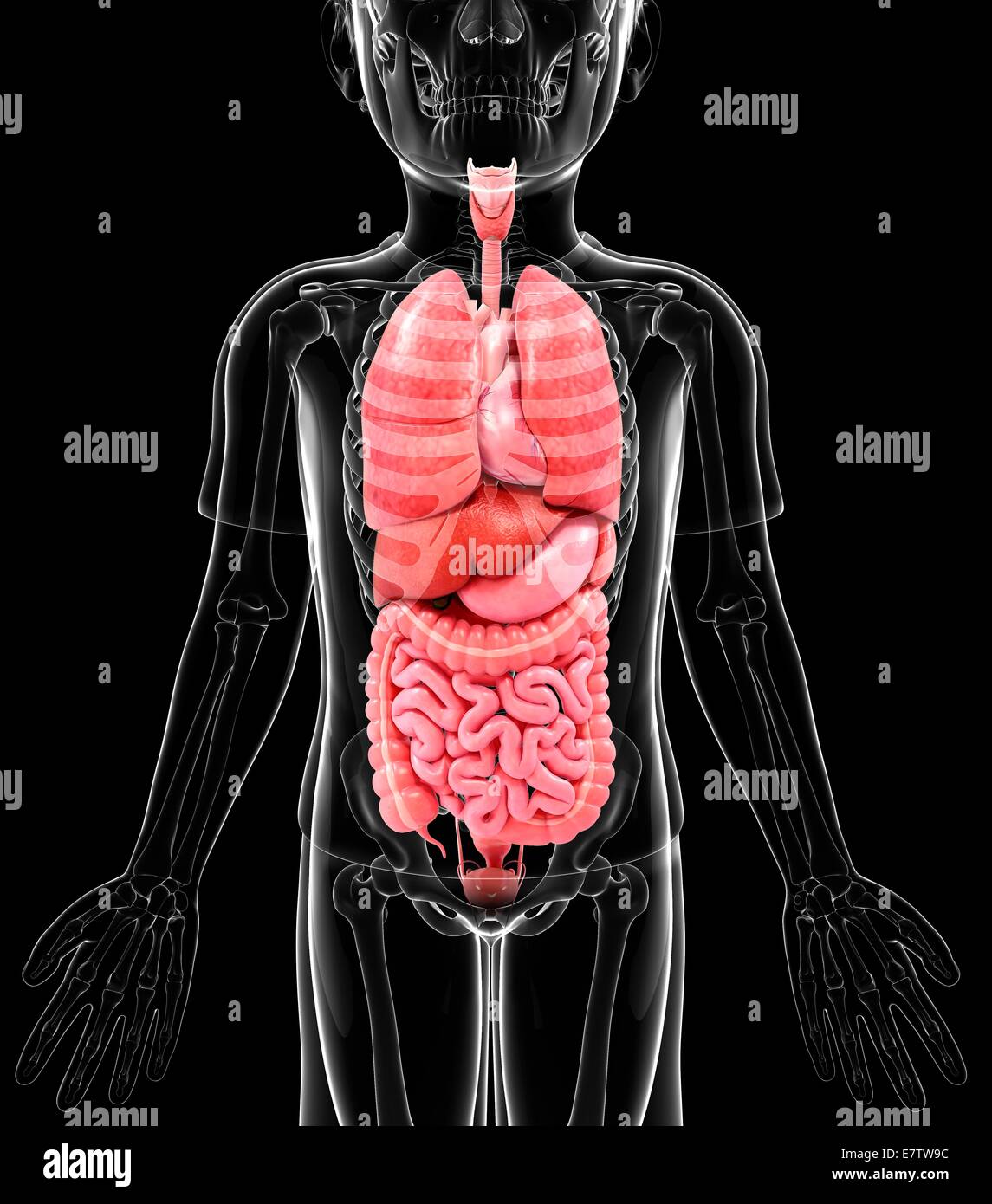 Human anatomy, computer artwork Stock Photo - Alamy