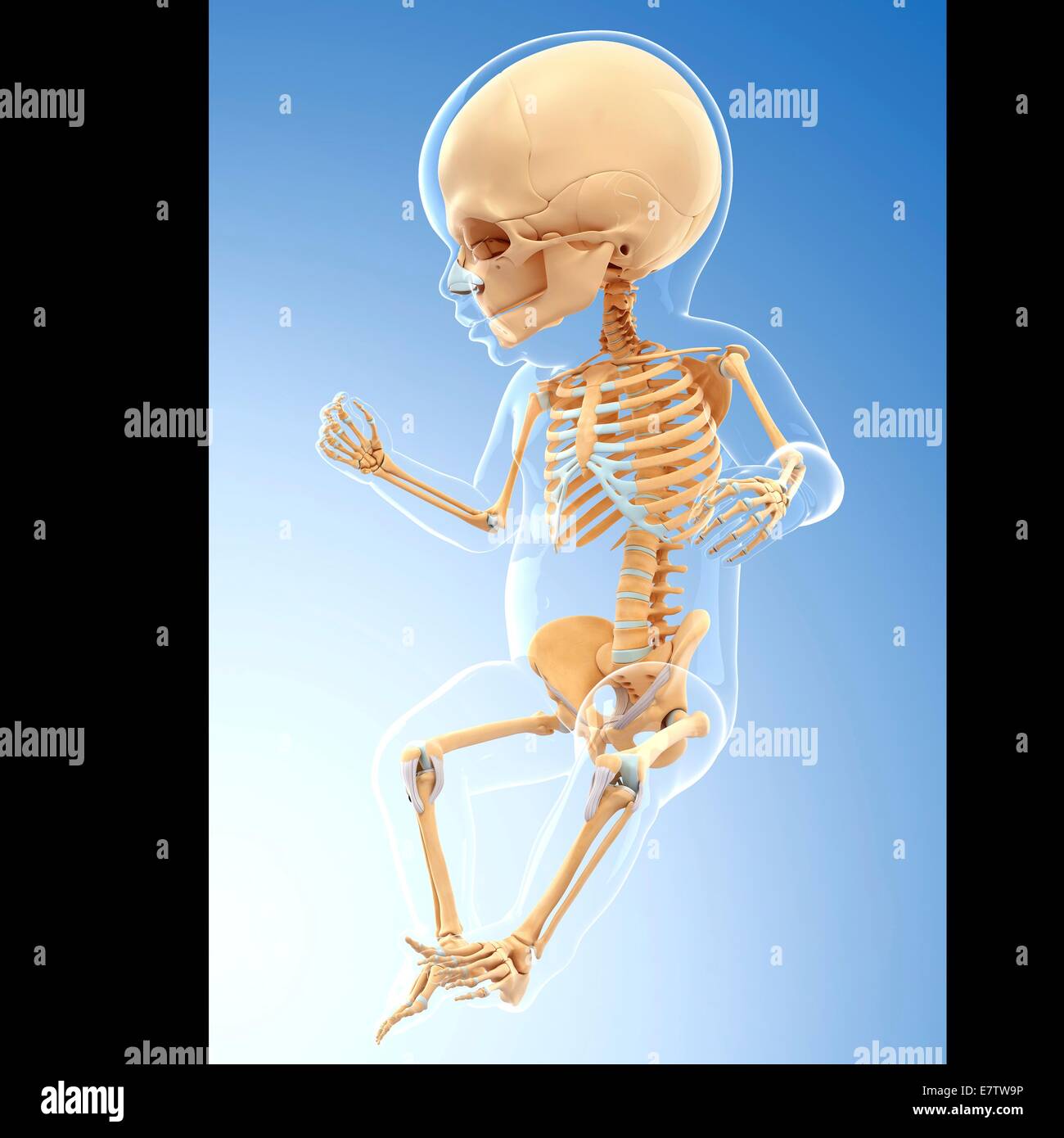 Bone people. Костная система ребенка. Скелет младший. Скелет взрослого мужчины. Видео скелет человека для детей.