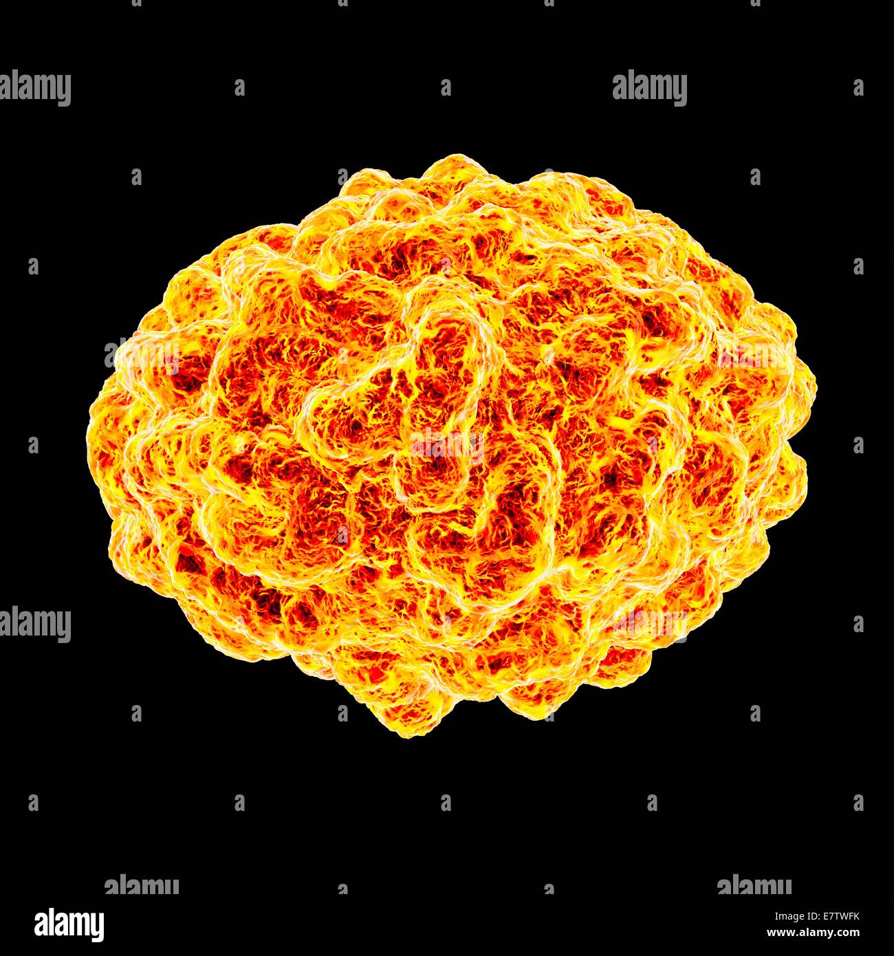 Variola vera hi-res stock photography and images - Alamy