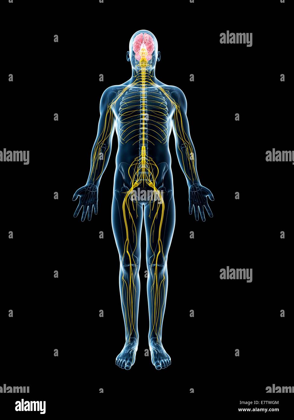 Human nervous system, computer artwork Stock Photo - Alamy