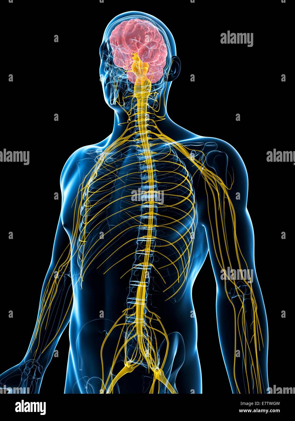 Human nervous system, computer artwork Stock Photo - Alamy