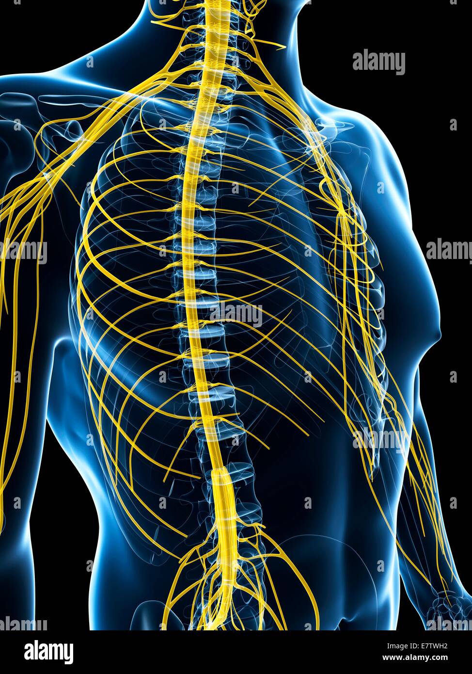 Human nervous system, computer artwork Stock Photo - Alamy