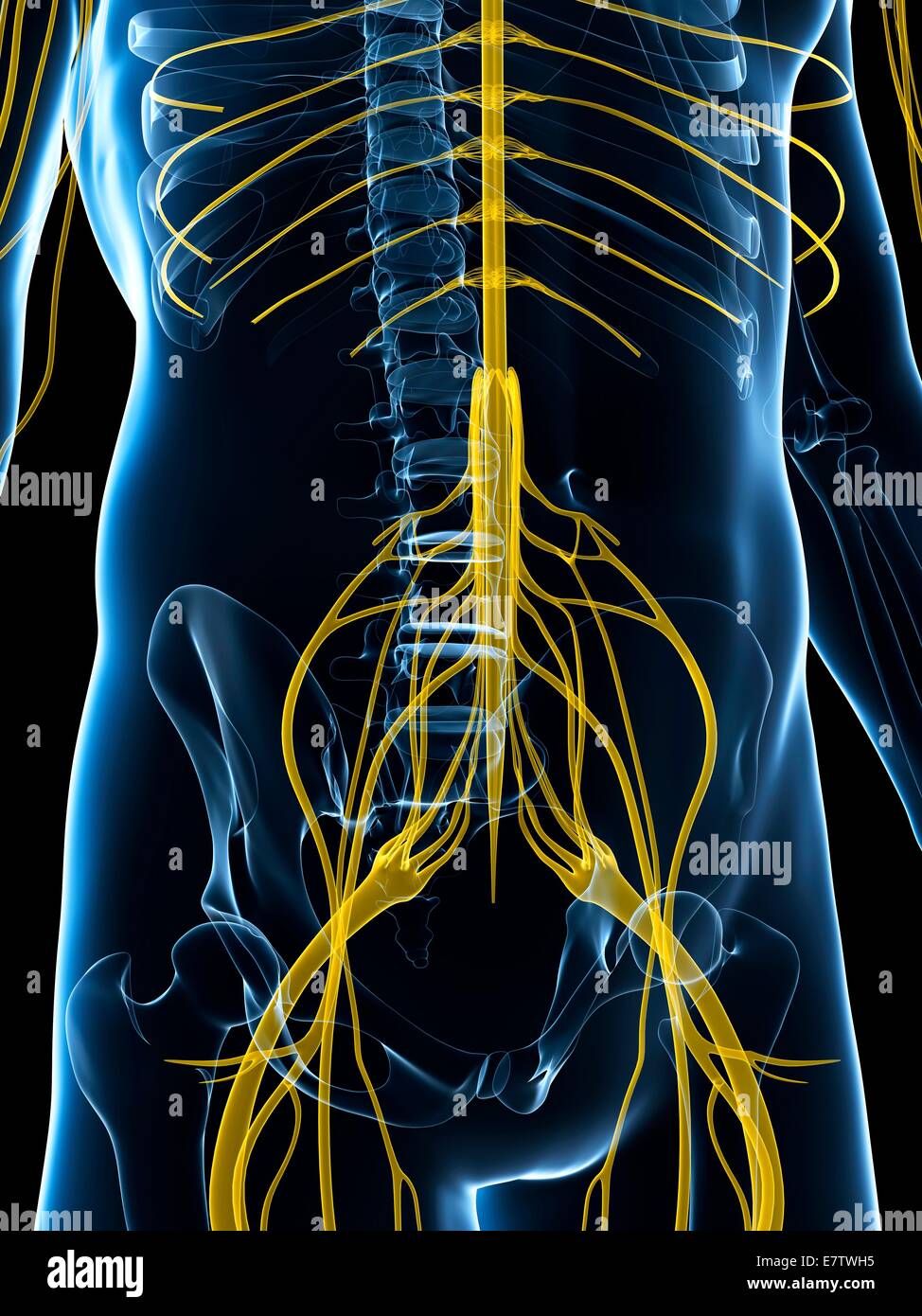 Human nervous system, computer artwork Stock Photo - Alamy