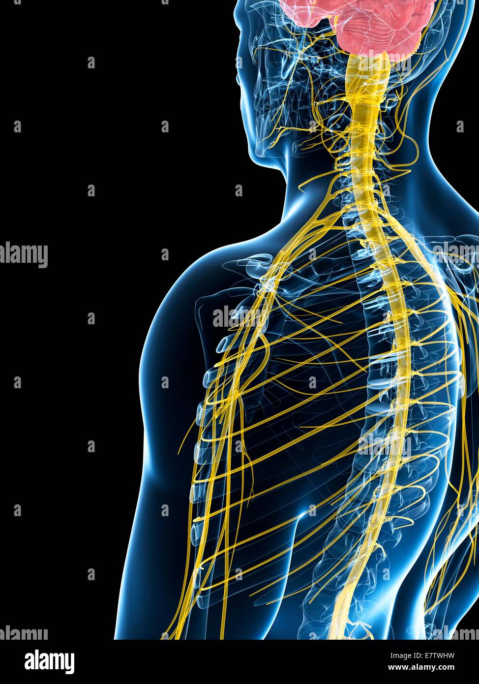 Human nervous system, computer artwork Stock Photo - Alamy