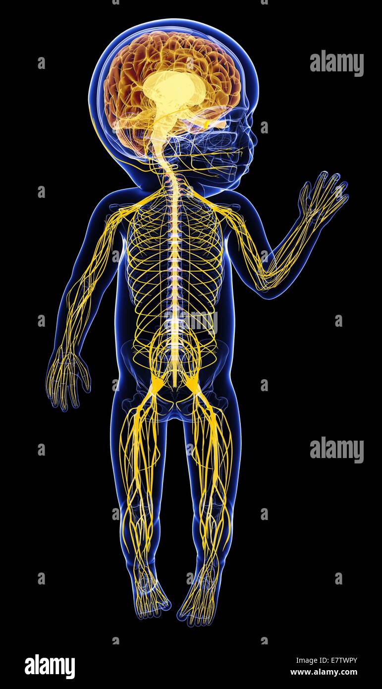 причины перинатального повреждения цнс у детей. поражение центральной нервной системы у ребенка. центральная нервная система ребенка строение. поражение цнс перинатальная патология. перинатальное поражение нервной системы у новорожденного это.