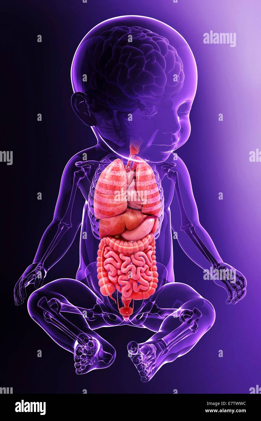 Baby's anatomy, computer artwork Stock Photo - Alamy