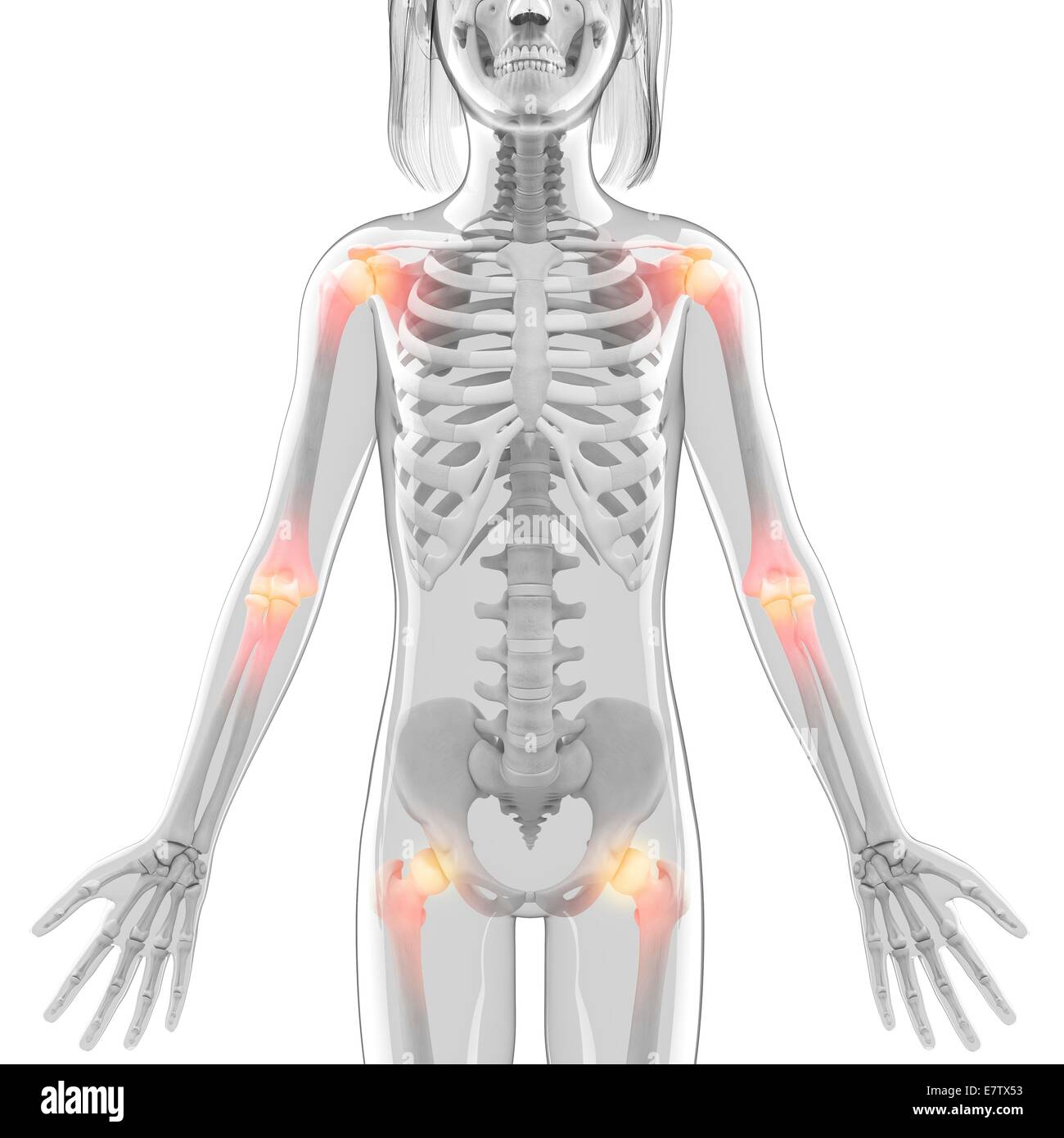 Hip Joints Skeleton Stock Photos & Hip Joints Skeleton Stock Images - Alamy