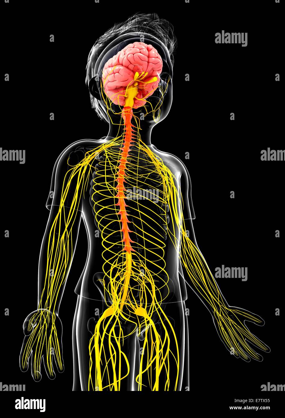 Human nervous system, computer artwork Stock Photo - Alamy