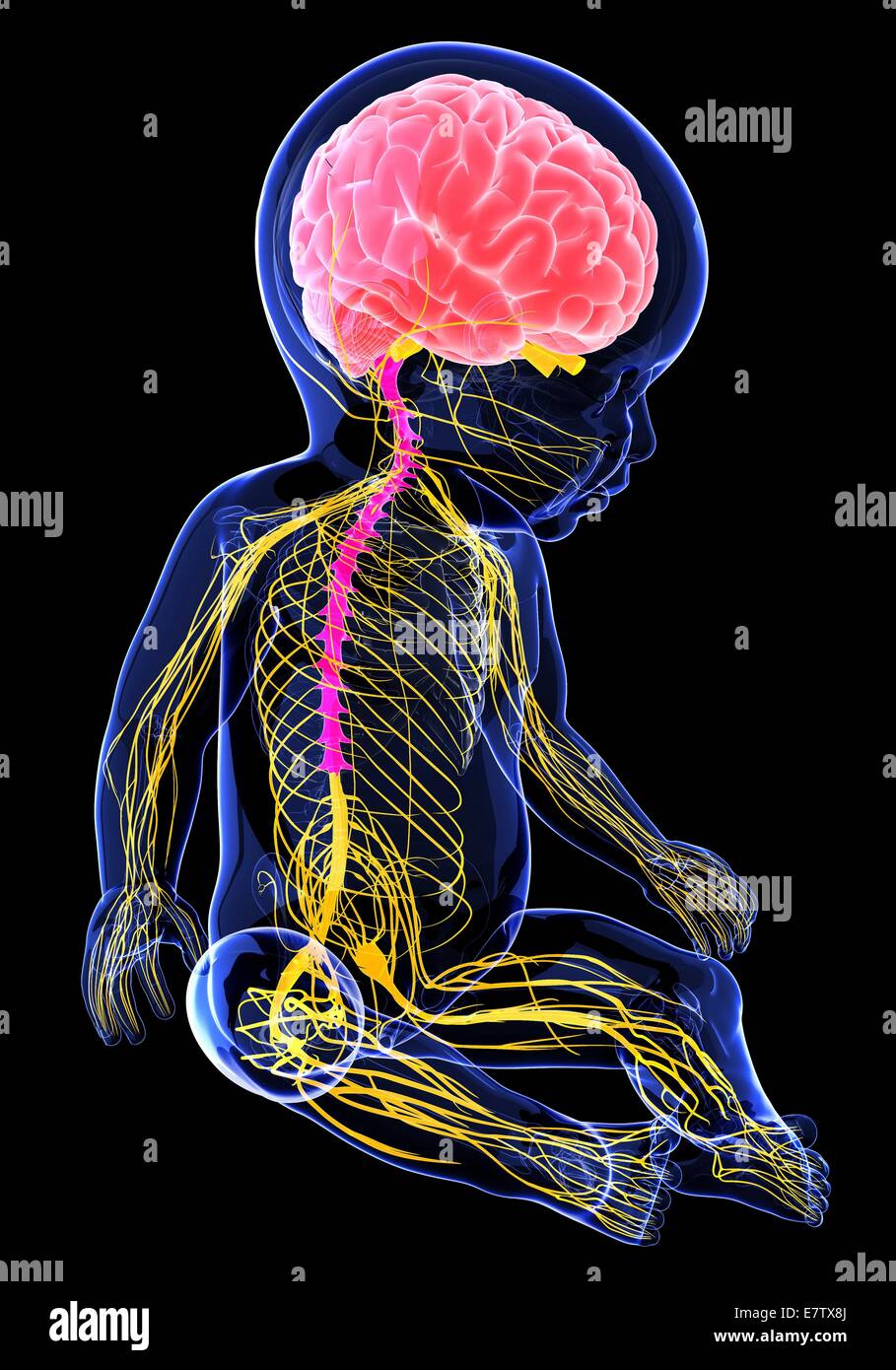 Babys Nervous System Stock Photos & Babys Nervous System Stock ...