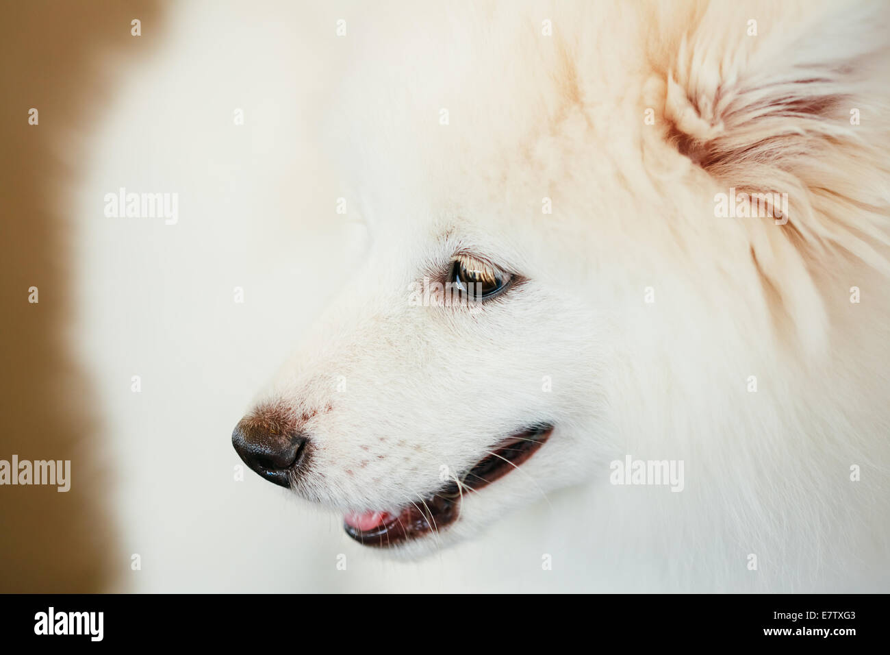 White Samoyed Dog Puppy Whelp Close Up Portrait Stock Photo