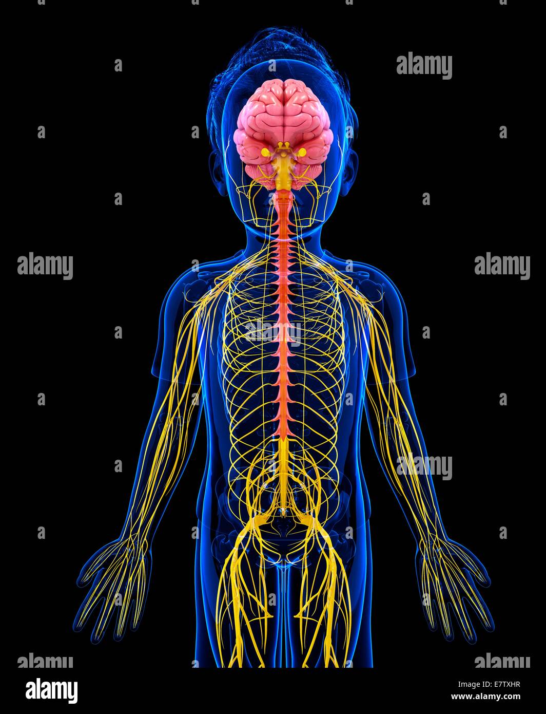 Human nervous system, computer artwork Stock Photo - Alamy