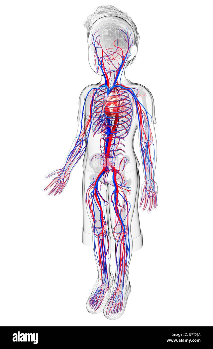 Human cardiovascular system, computer artwork. Stock Photo