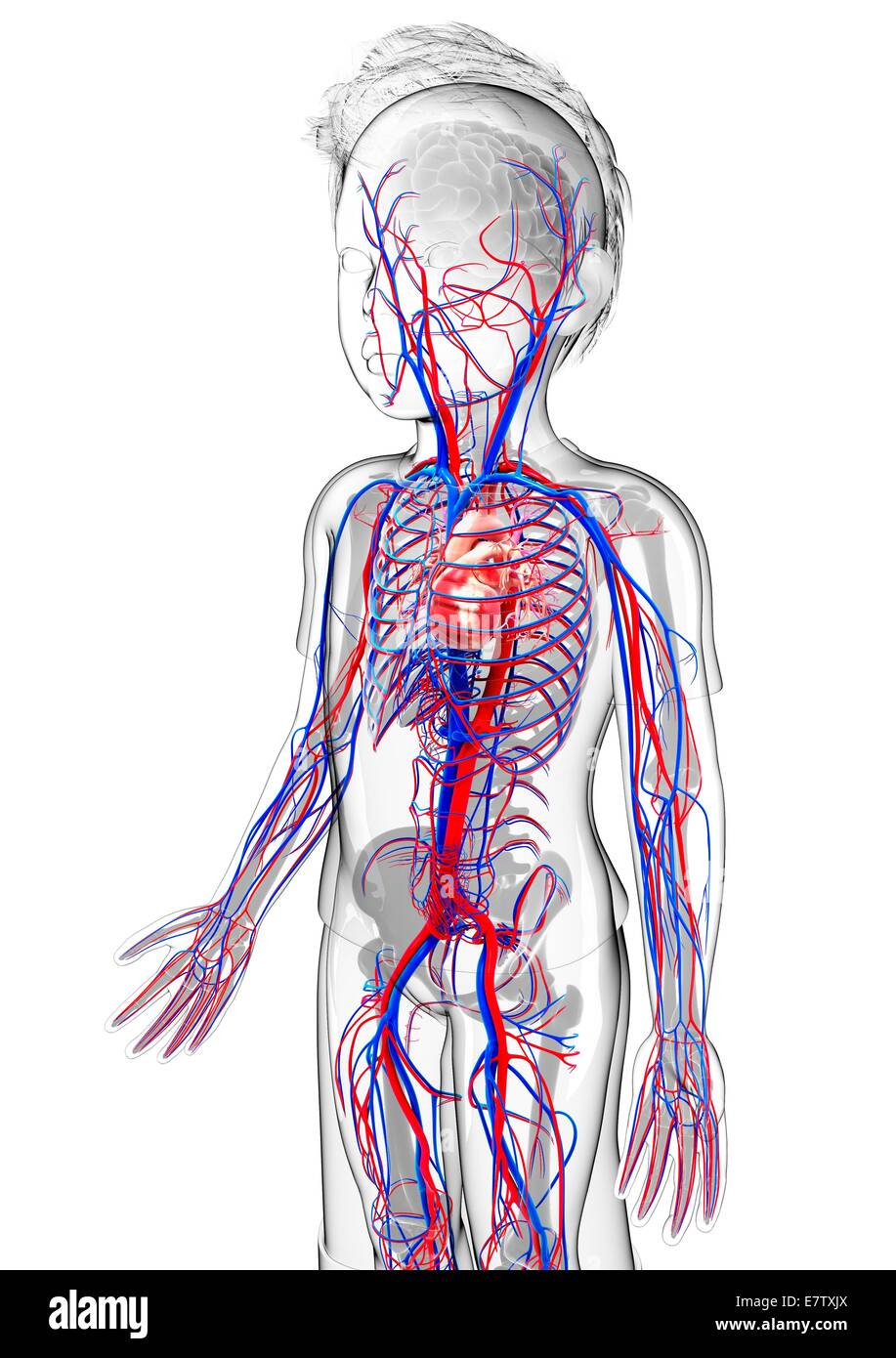 Human cardiovascular system, computer artwork Stock Photo - Alamy