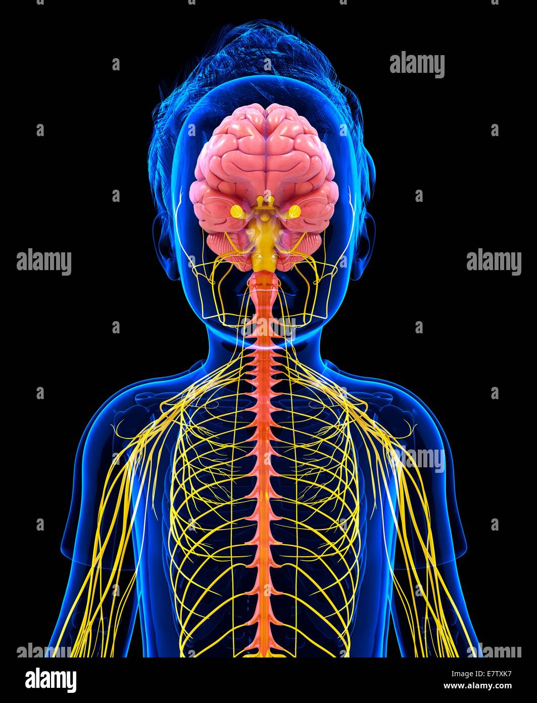 Human nervous system, computer artwork Stock Photo - Alamy