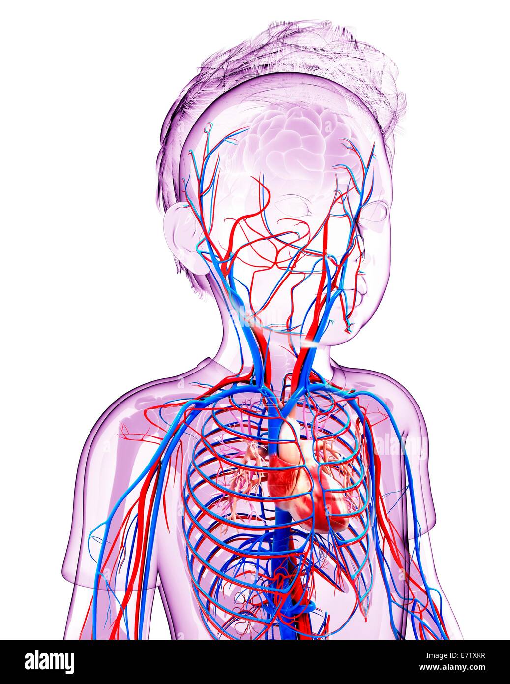 Human cardiovascular system, computer artwork. Stock Photo