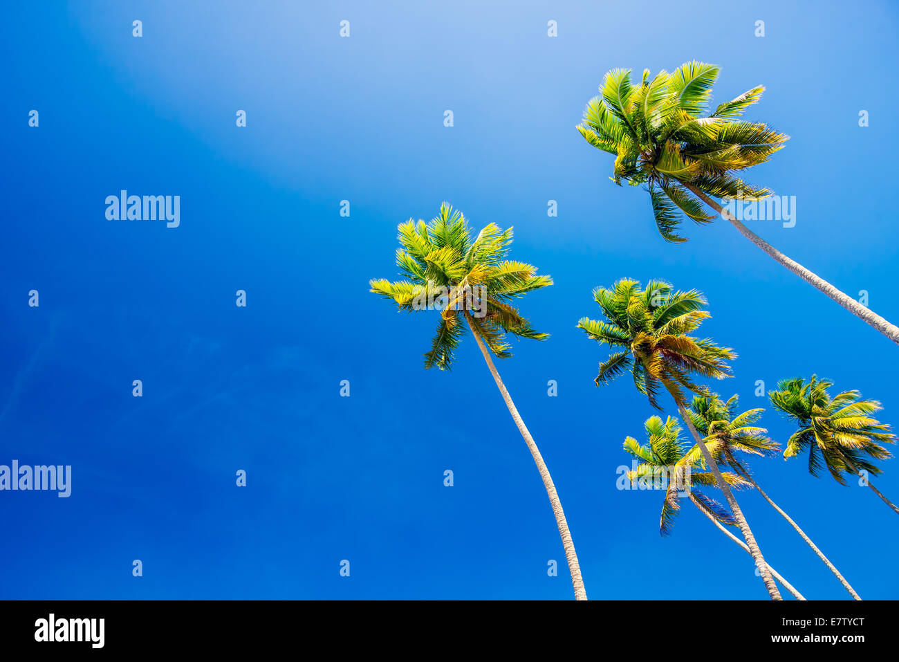 Palm Trees On Clear Blue Summer Sky Wallpaper And Background Stock Photo Alamy