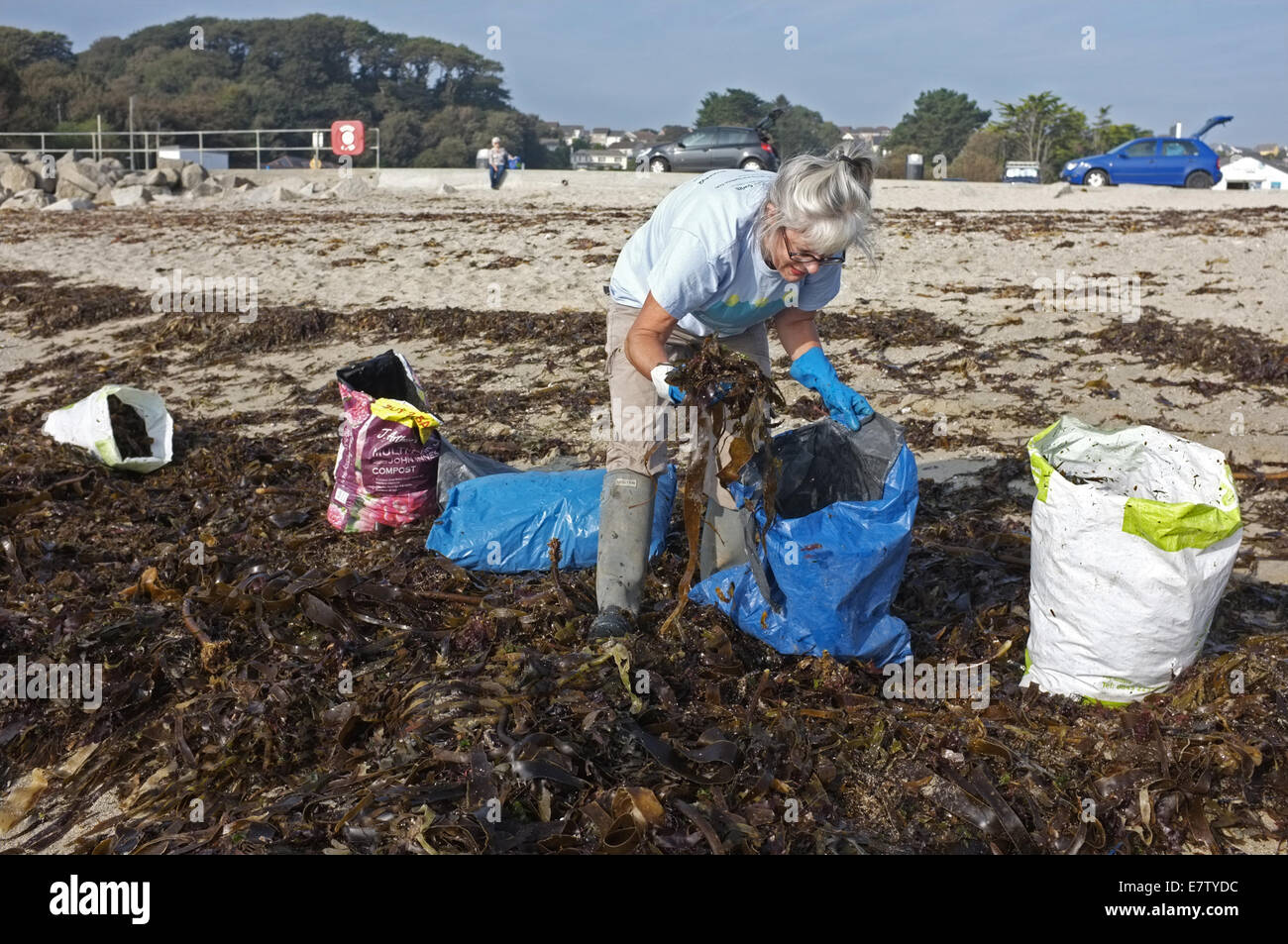 A woman collecting seaweed to use as a manure and soil improver in his garden Stock Photo