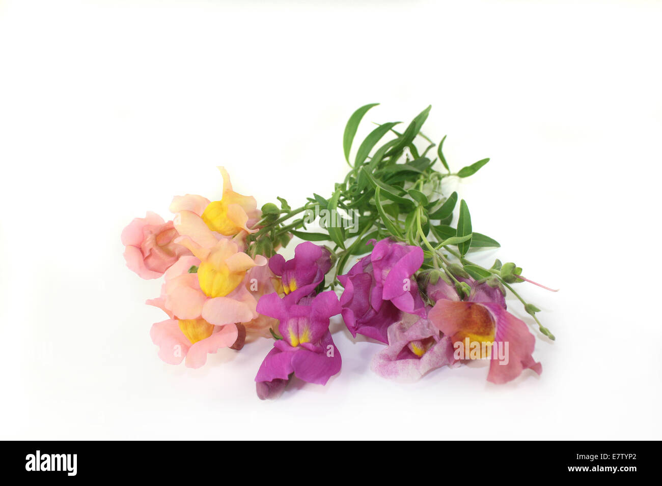 colorful snapdragon flowers in front of white background Stock Photo