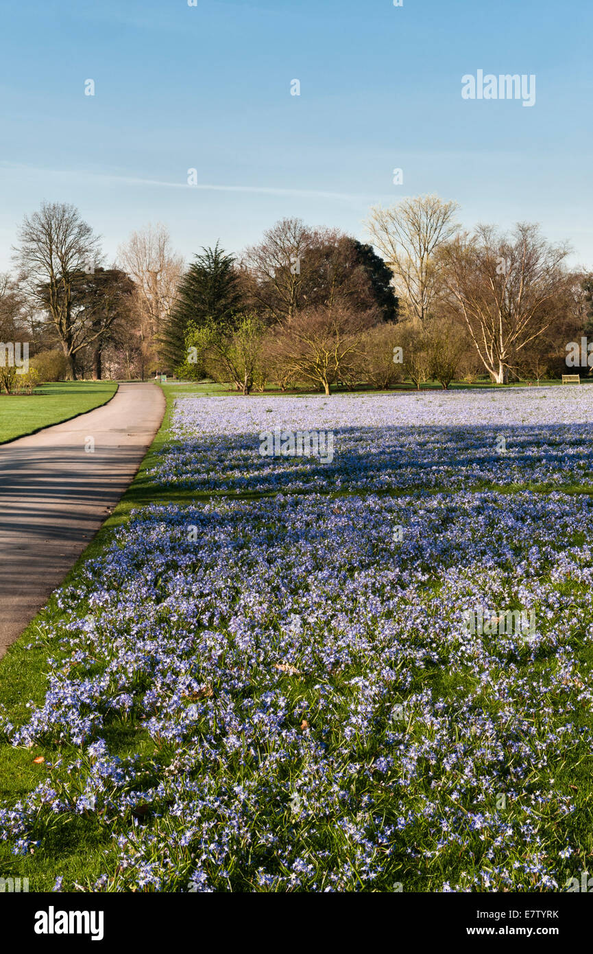 Royal Botanic Gardens, Kew, London. Sheets of chionodoxa (Glory of the Snow) cover the grass in spring Stock Photo