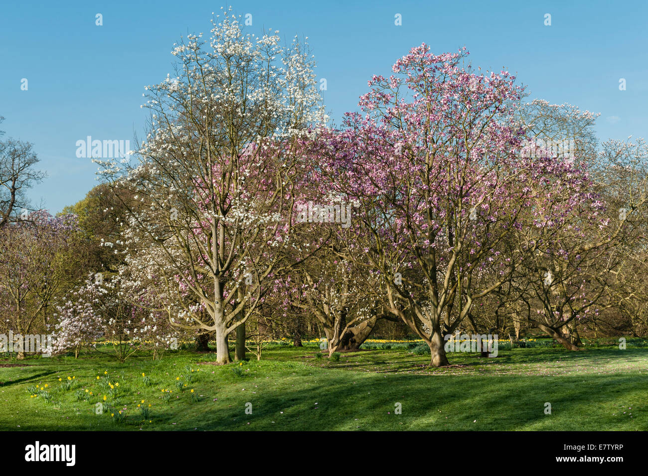 Magnolia Trees Hi Res Stock Photography And Images Page 2 Alamy