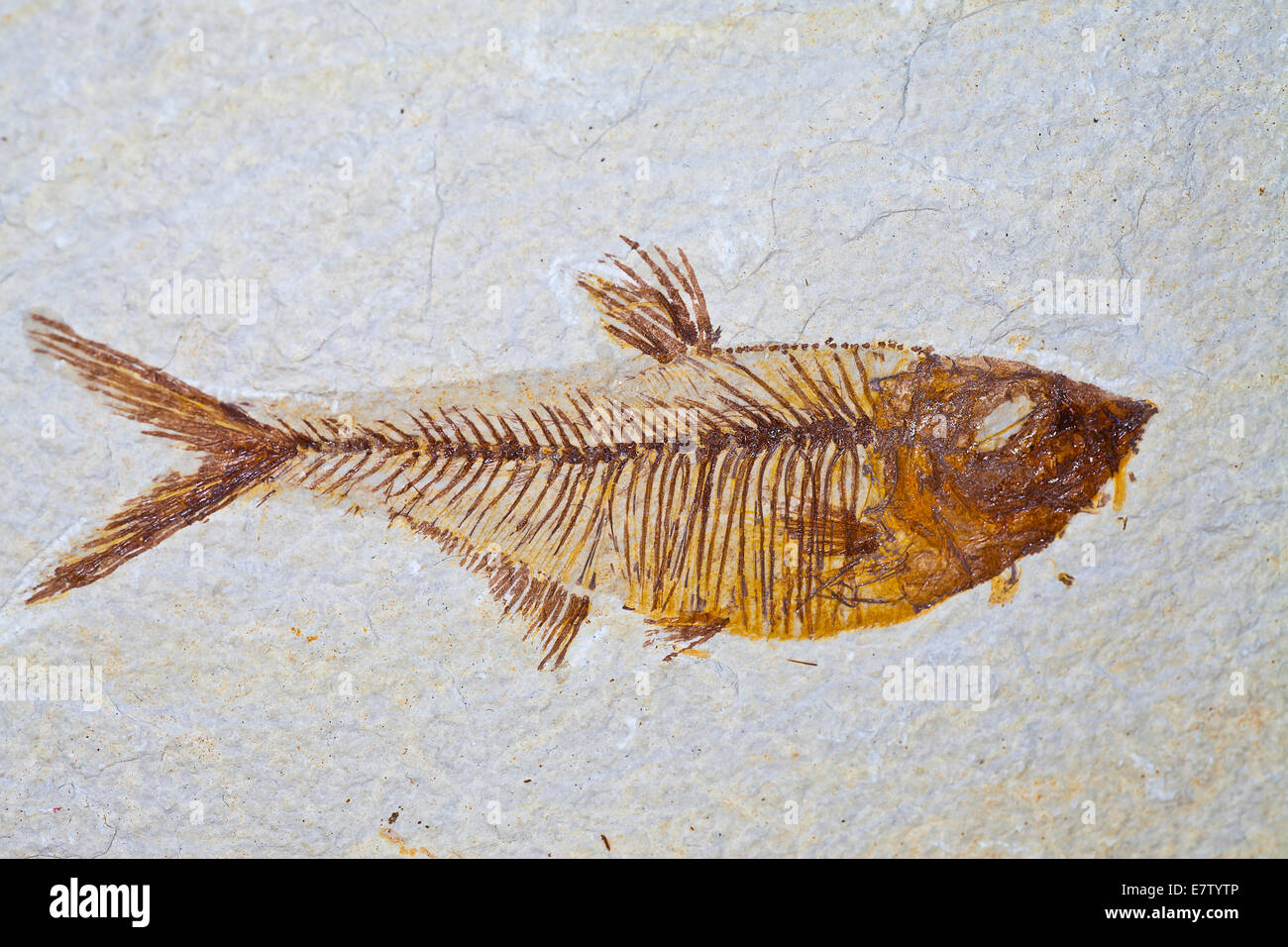 fossil skeleton of prehistoric fish Stock Photo