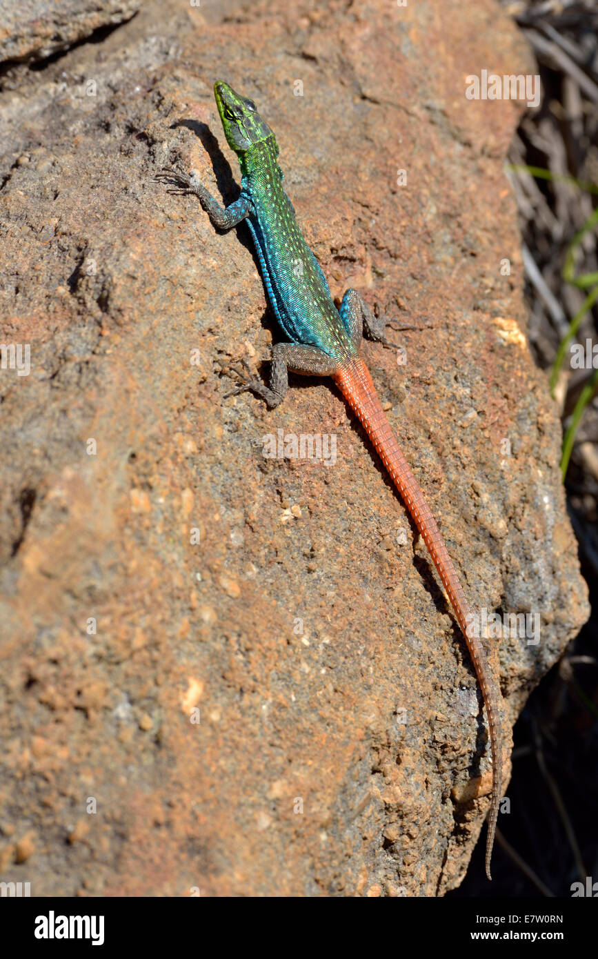 South Africa, Blyde River Canyon, Sekukhune Flat Lizard, Platysaurus orientalis Stock Photo