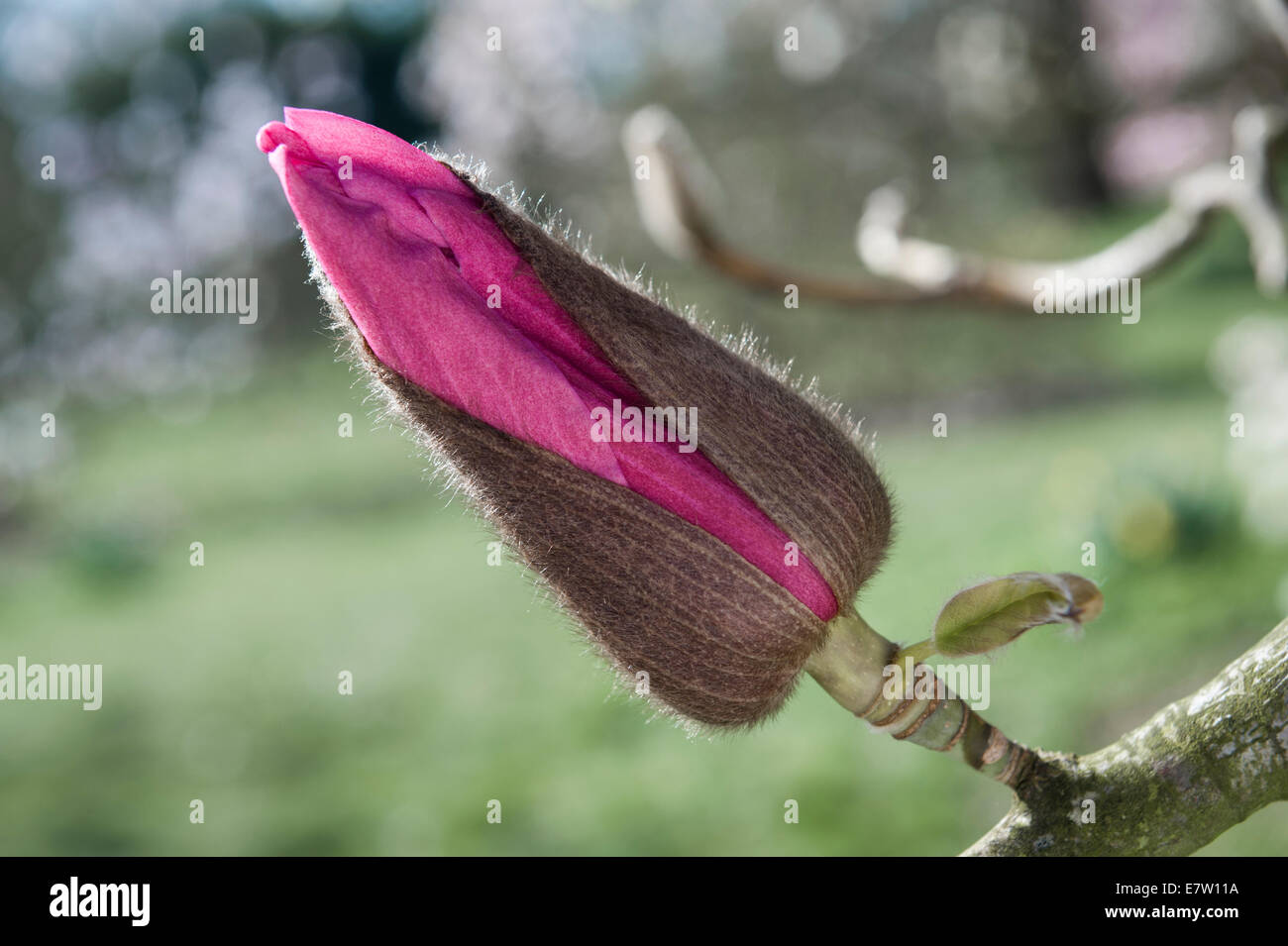 Royal Botanic Gardens, Kew, London. A bud of Magnolia campbellii subsp