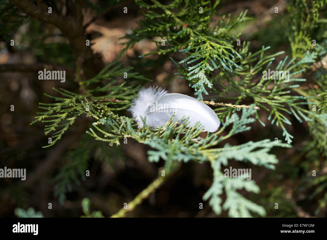 Feather in the trees. Stock Photo