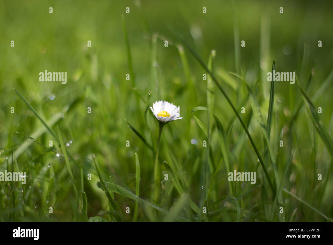 Westonbirt arboretum summer hires stock photography and images Alamy