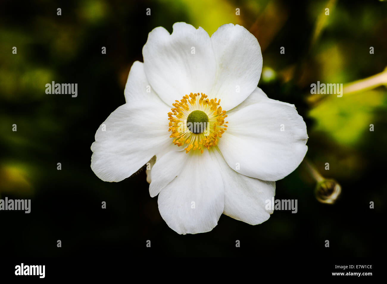 Anemone hybrida Honorine Jobert. Stock Photo