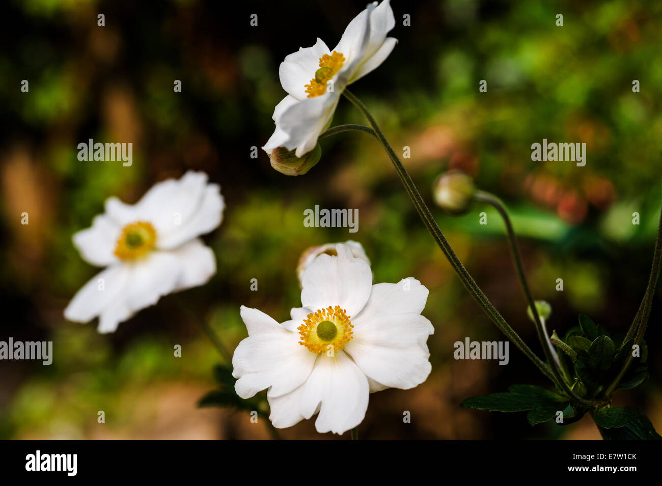 Anemone hybrida Honorine Jobert. Stock Photo